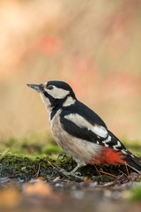 Woodpecker sitting on lichen shore of pond water in forest with clear bokeh background and saturated colors, Germany,black and white bird in nature forest habitat, wildlife scene,Europe