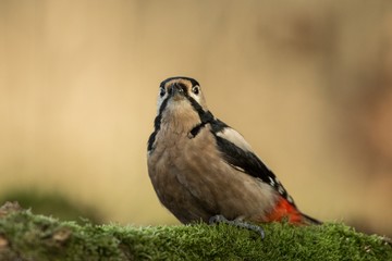 Woodpecker sitting on lichen shore of pond water in forest with clear bokeh background and saturated colors, Germany,black and white bird in nature forest habitat, wildlife scene,Europe