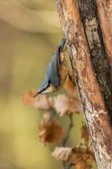 Eurasian nuthatch sitting on tree trunk in forest with clear bokeh background and saturated colors, Germany,small bird in nature forest habitat, wildlife scene,Europe,bird close-up portrait