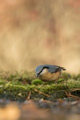 Eurasian nuthatch sitting on lichen shore of pond water in forest with bokeh background and saturated colors, Hungary, songbird in nature forest lake habitat, cute small bird in its environment