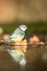 Blue tit sitting on lichen shore of pond water in forest with bokeh background and saturated colors, Czech republic, bird reflected in water, songbird in nature lake habitat, mirror reflection