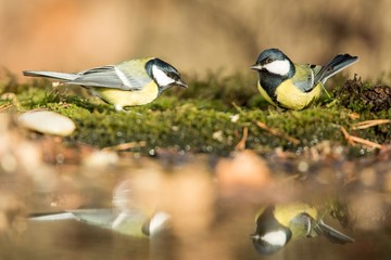 .Two great tits sitting on lichen shore of water pond in forest with beautiful bokeh and flowers in background, Germany,bird reflected in water, songbird in nature lake habitat,mirror reflection