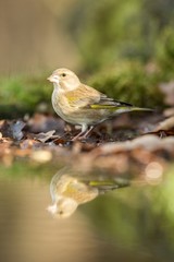 Green finch sitting on lichen shore of pond water in forest with bokeh background and saturated colors, Hungary, bird reflected in water, songbird in nature lake habitat, mirror reflection