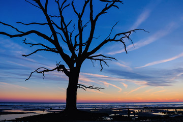 Old tree silhouette at the ocean beach.