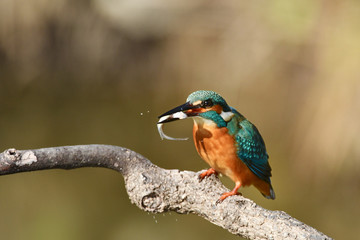 カワセミの食事