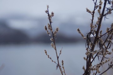 neige sur branche 