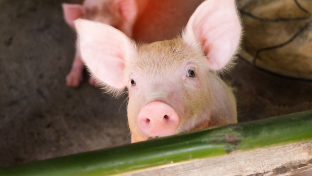 Close-up picture of a piglet in a farm is growing.