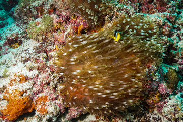 Anemone coral and fish at the Maldives
