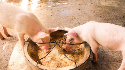 Two pigs are feeding food © chadin