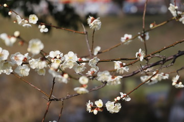 梅の花