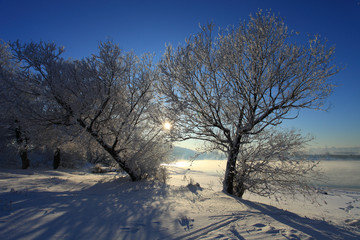 Beautiful winter landscape with trees in the snow on a sunny frosty day