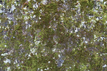 Moss covering stone walls (texture)