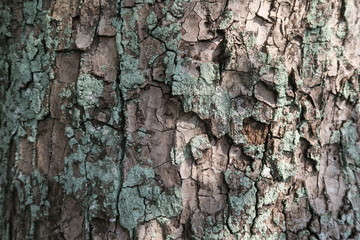 Texture of old big tree