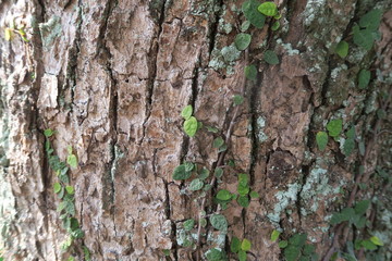 Texture of old big tree