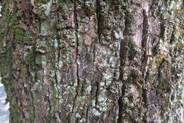 Texture of old big tree