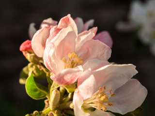 Obraz na płótnie Canvas Pink apple flowers close up