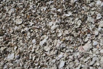 Seashell of the coast