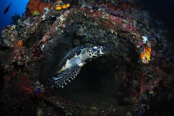 Naklejka na ściany i meble Amazing underwater world - Hawksbill turtle - Eretmochelys imbricata.