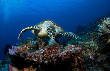 Amazing underwater world - Hawksbill turtle - Eretmochelys imbricata.