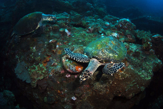 Amazing underwater world - Hawksbill turtle - Eretmochelys imbricata.