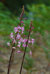 Close up view of Dandelion flower with blue sky background