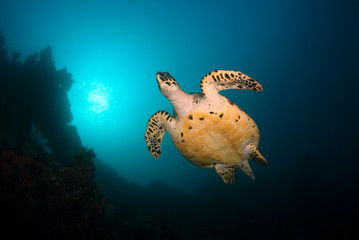 Obraz na płótnie Canvas Amazing underwater world - Hawksbill turtle - Eretmochelys imbricata.