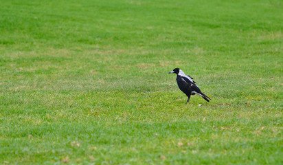 Magpie bird standing on green grass