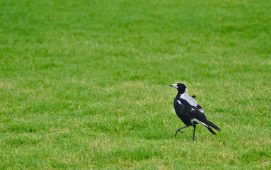 Magpie bird standing on green grass