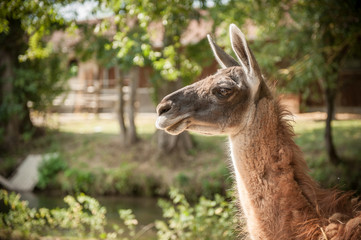 Obraz premium Kamel im Gegenlicht vor unscharfen Bäumen