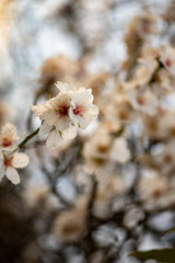 Flores del almendro en floración atardecer fondo vídeo