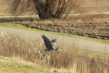 Fliegender Reiher
