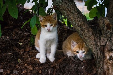 cat in the garden