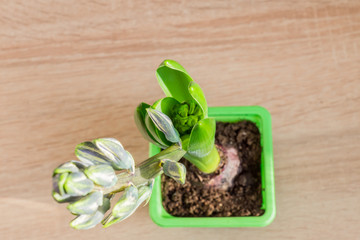 top view of Blue hyacinth flower closed bud in green trnsportation pond on the table