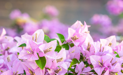 Bouquet violet flowers, Bougainvillea.