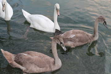 Schwan im Seepark, Freiburg