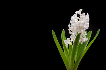 White Hyacinth