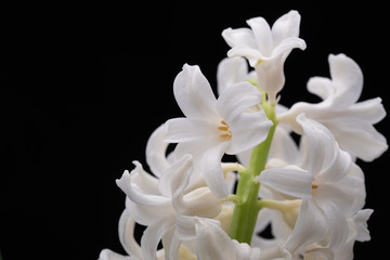 Fototapeta na wymiar White Hyacinth