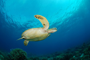Amazing underwater world - Green turtle - Chelonia mydas. Apo Island, the Philippines.