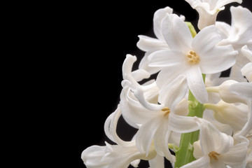 Obraz na płótnie Canvas White Hyacinth