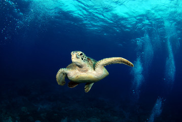 Naklejka na ściany i meble Amazing underwater world - Green turtle - Chelonia mydas. Apo Island, the Philippines.