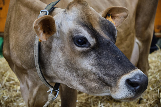 vache jersiaise