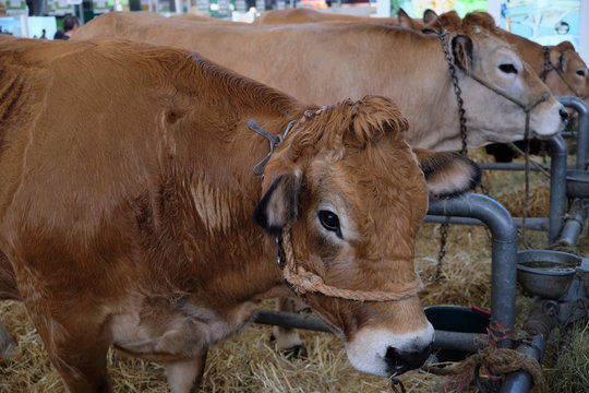 vache parthenaise
