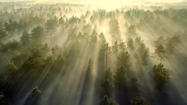 Flying over beautiful sunny forest trees with mist. Aerial sunset view