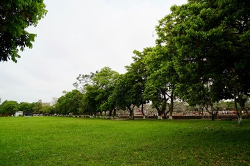 Fototapeta na wymiar ベトナムの樹木