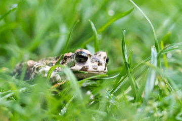 Young Toad green in the grass
