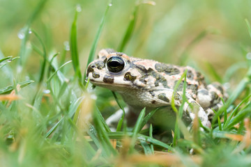 Young Toad green in the grass