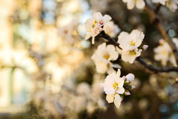 Almond tree flowers