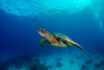 Naklejka na ściany i meble Amazing underwater world - Green turtle - Chelonia mydas. Apo Island, the Philippines.