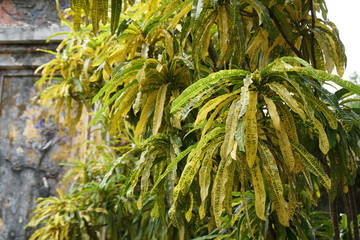 ベトナムの植物