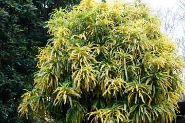 ベトナムの樹木